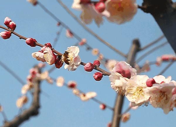 太美了！橘子洲上鲜花盛开！还有松雅湖、望月公园…错过再等一年！（大量美图）