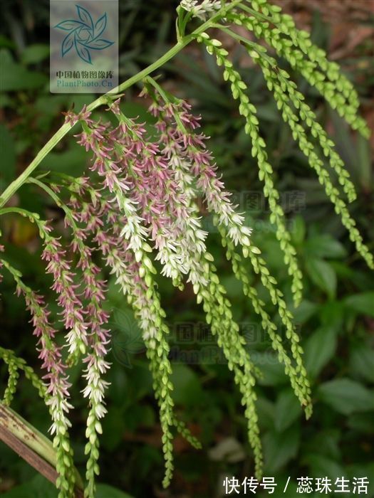 圆形|黄药子,见过吗解毒消肿,化痰散结用于甲状腺肿大,癌肿