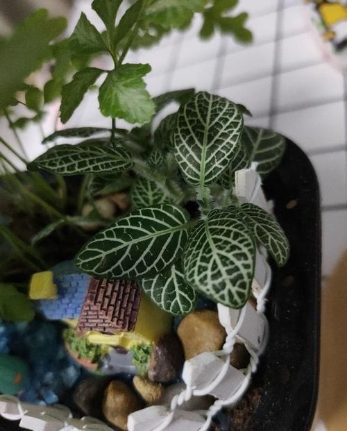 这花真好养,叶子沾点水就能活,7天爆满一大缸