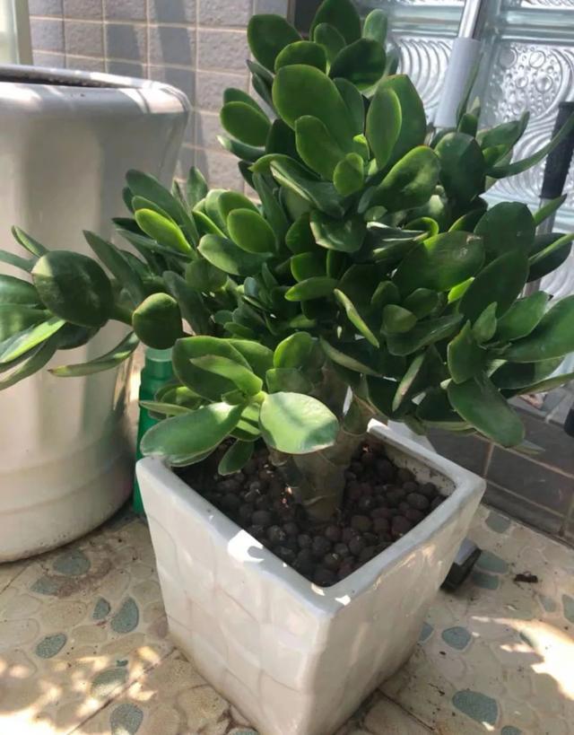 吉祥|8种“丑花”,个个都有好兆头,家里养几盆,镇宅吉祥,越养越爱