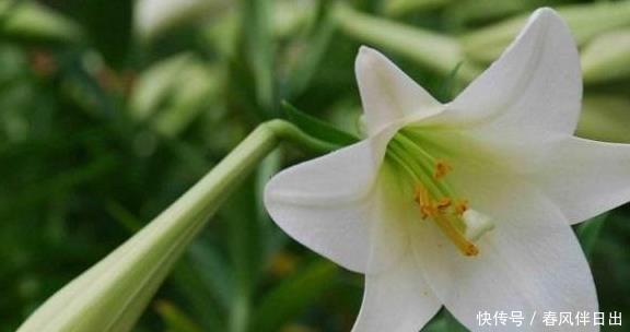 5种开花机器,越晒花越多,阳台有一盆满屋都飘香