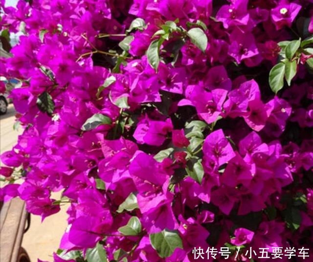 家里养的三角梅,花后给它做好4件事,用不了多久就能再次开花!