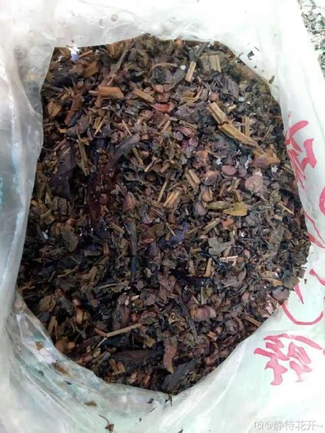 水里|1粒小药片,碾碎丢水里,花像吃了兴奋剂疯长