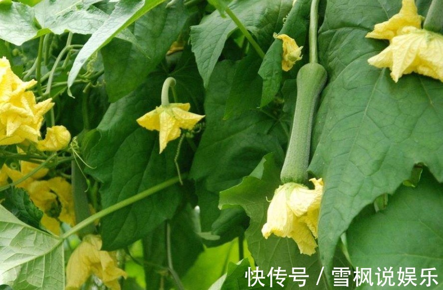 多喝|女人皮肤黑还长斑多喝“美人水”,美白淡斑,使皮肤洁白、细嫩