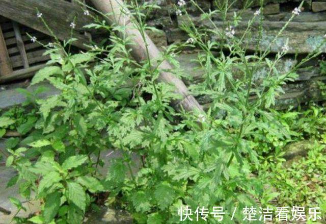 青霉素|农村的“神圣之花”,清热解毒,消炎功效和青霉素雷同,你认识吗