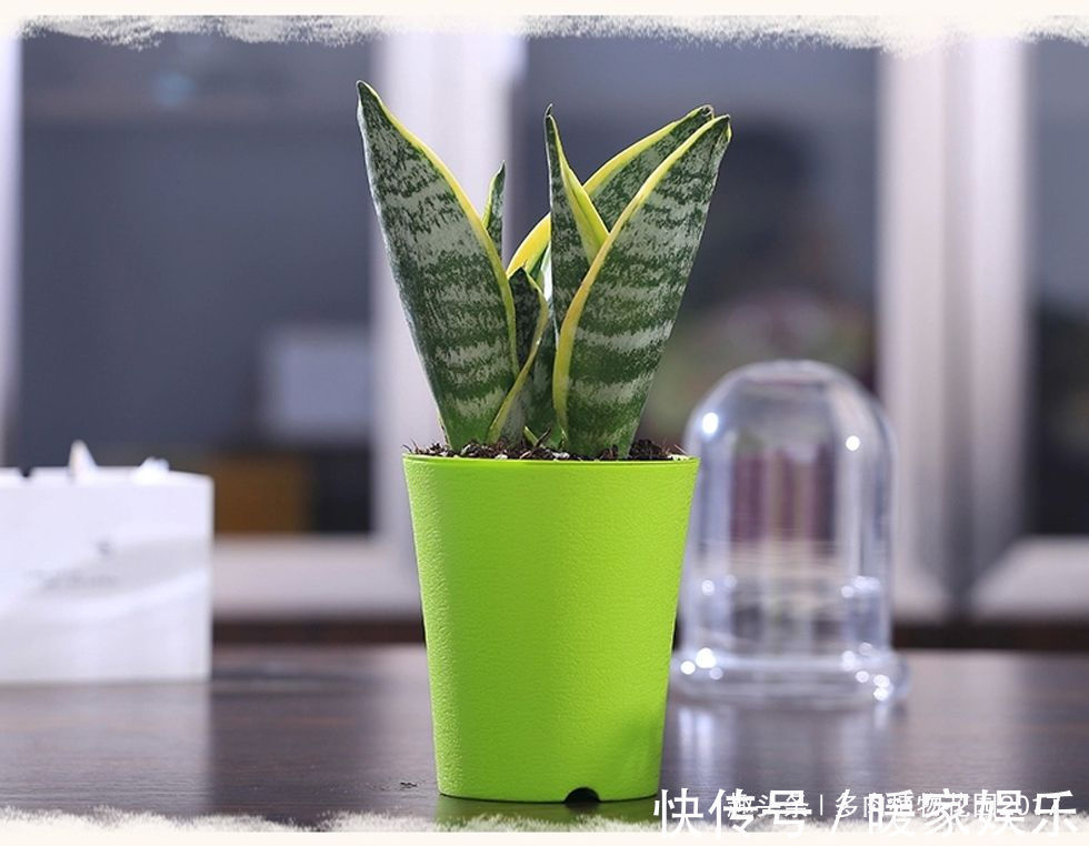 花土底部加上两样东西，虎皮兰长得欢