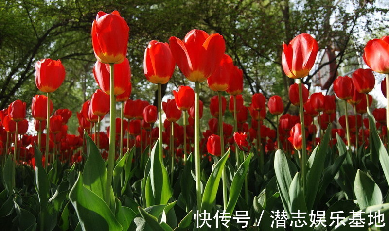 家里养花,避开8种“小毒花”,家里有老人孩子,孕妇的,别靠近