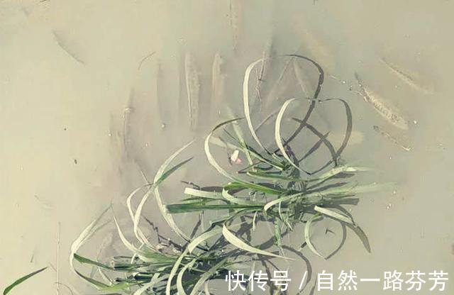 黑鱼泛滥成灾成群黑鱼聚集河湾产卵电鱼人不如我来来试试