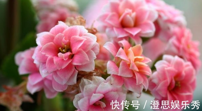 “3种花”最适合养卧室,漂亮又养人,提高睡眠质量,心情好!