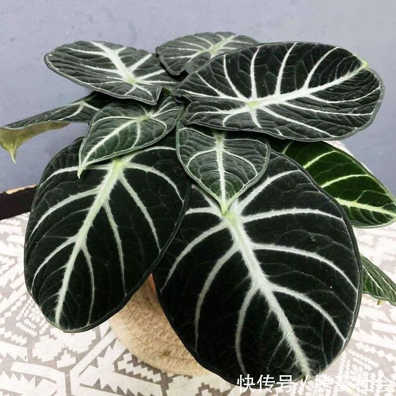 天南星科|超耐阴的5种绿植,特别小众,见过三种就是见多识广
