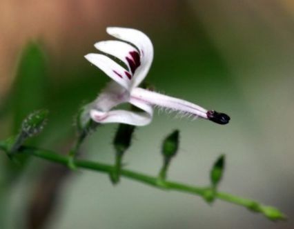 形似橄榄核，花很可爱像米老鼠，遇见是福气