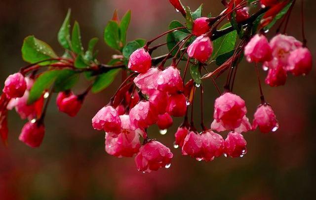 女主人!李清照心系海棠花,只用四个字便写出了它的形态,堪称神来之笔