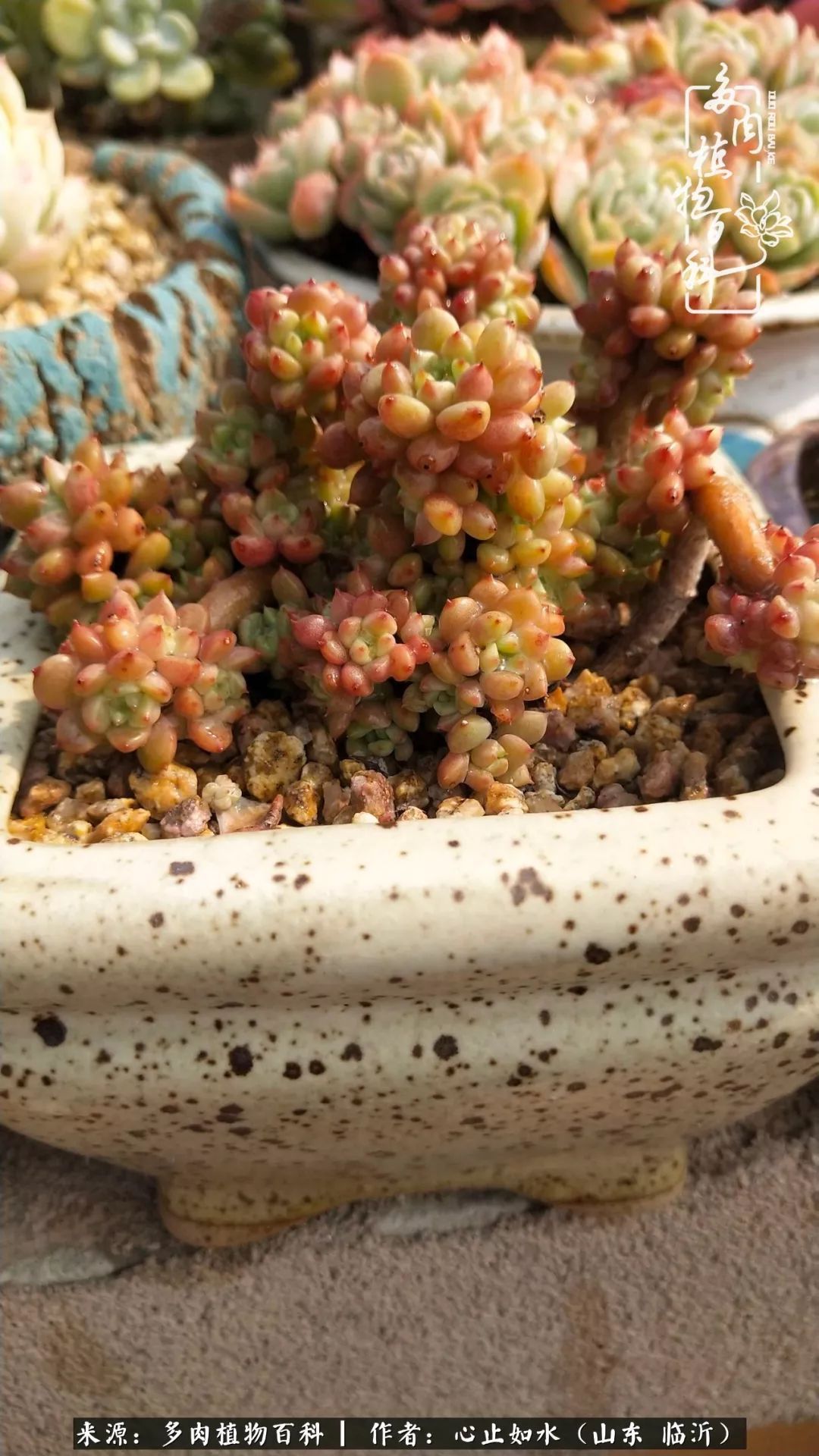 养多肉不只是说说而已,只要肯用心,它们绝对不会辜负你!