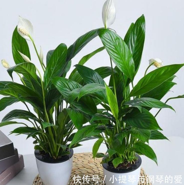 4种花是花中劳模,长势好、花色艳,雍容华贵,养护简单