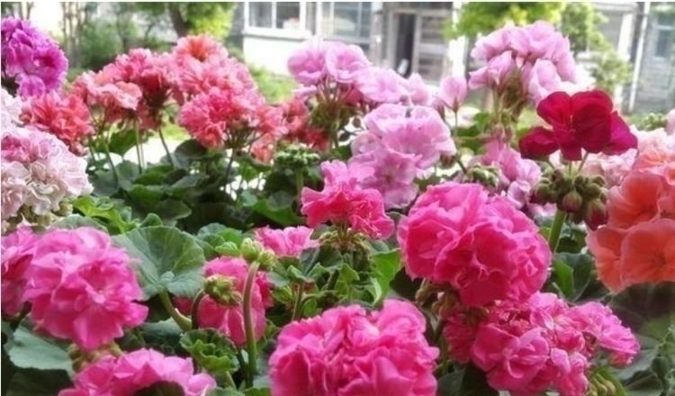 家里就养4种花,养人又旺财,开花富贵吉祥,变成有钱人!