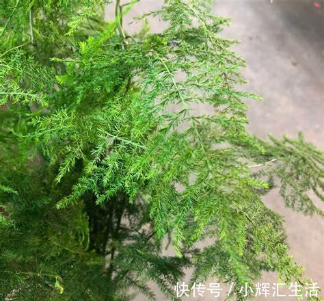 养花试试这几款,叶子非常厚,吸附能力超强