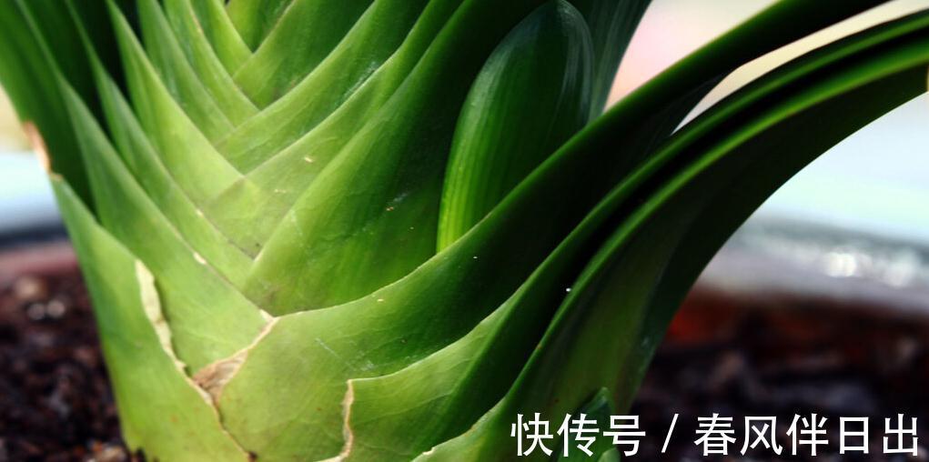 四季观叶，一季赏花，君子兰叶子的养护需注意4点