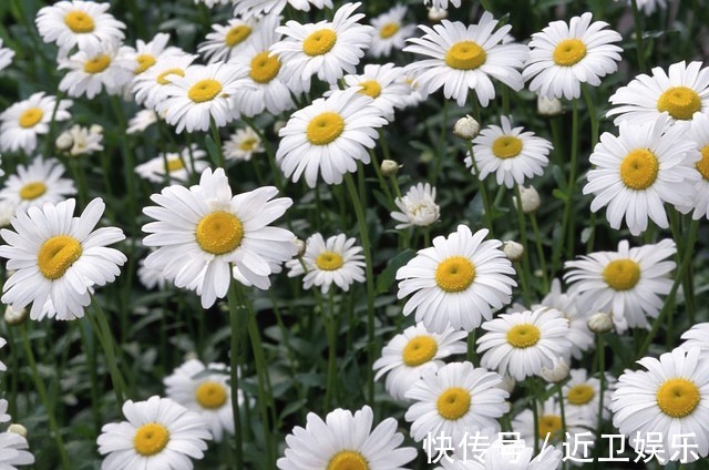 点状腺|此几种盆栽,超级好养,花色漂亮,花香四溢,养护简单,花香爆盆