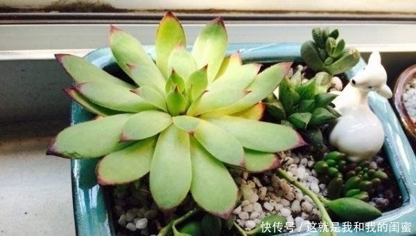 犯愁|多肉观音莲,最爱“吃大饼”,一摊一大张,一个夏天都犯愁