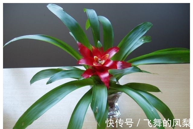 花店老板打死都不会透露的浇水秘诀，真的很管用