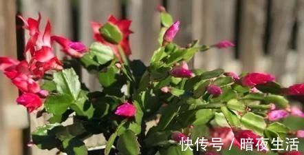 蟹爪兰|给蟹爪兰浇水,没抓住“关键点”,蟹爪兰养不好,浇了也“白浇”