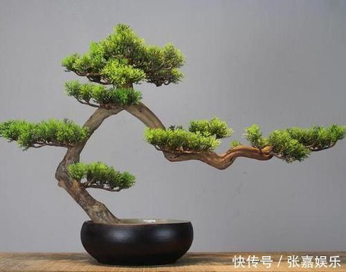 盆栽换上新土没几个月就板结怎么办别着急,撒点它十年不结块