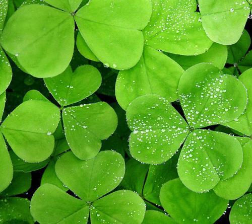 三叶草|农村随处可见的“土人参”,堪比冬虫夏草,人们当杂草,可惜了