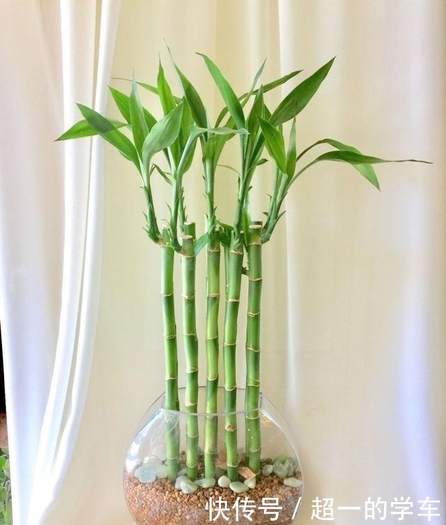 卫生间里少不了8种植物,水培土培都可以,阴凉潮湿处容易养好!