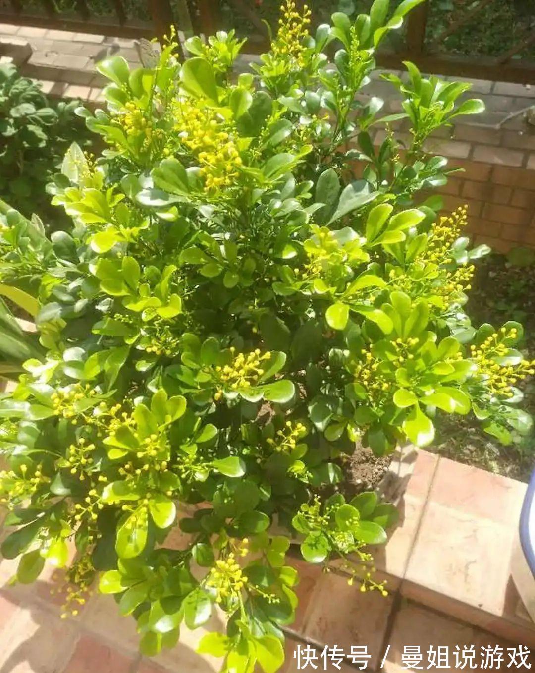 米兰这么养,疯狂冒新叶,开花香又多