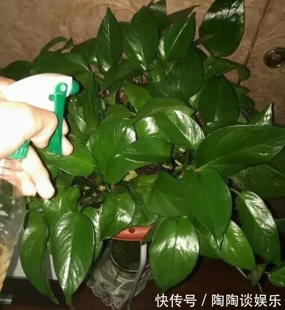 肥料|绿萝的最爱,家家都有,2周喂一点,叶子油绿翠亮,新叶巴掌大