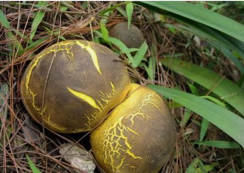 地方|见过这种野生“大白馒头”吗吃起来如豆腐,老了如同“烟雾弹”