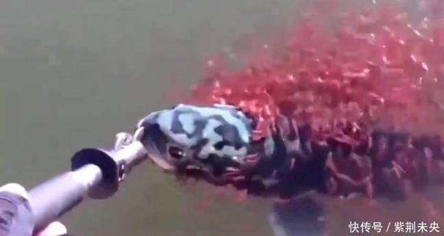 小黑鱼|一男子钓鱼时钓到一条黑鱼,被小黑鱼的行为感动,于是放生