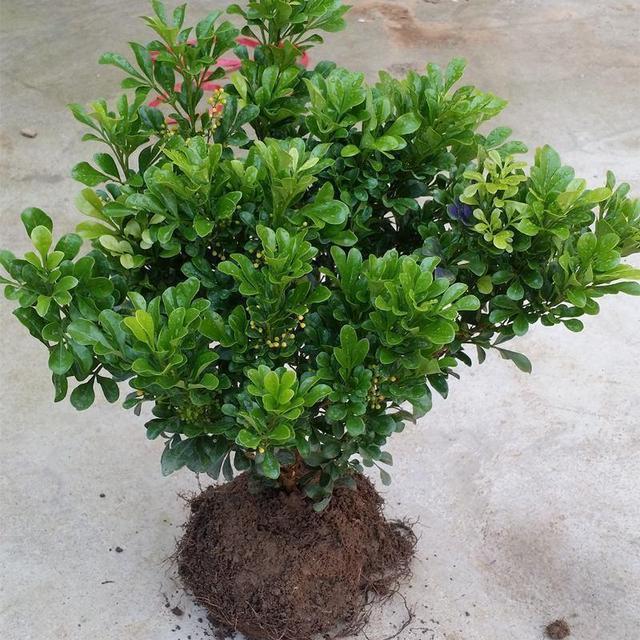 夏养米兰不开花，几点养护技巧教给你，花瓣金灿灿，花香味浓郁