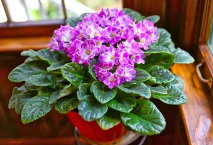 现在“种下”5种花，只需1片叶子，秋冬开满阳台，开花一茬接一茬