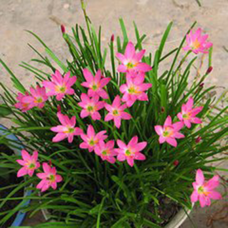 害处|锯末养花害处大,不如用“松针”,可是万能养花土