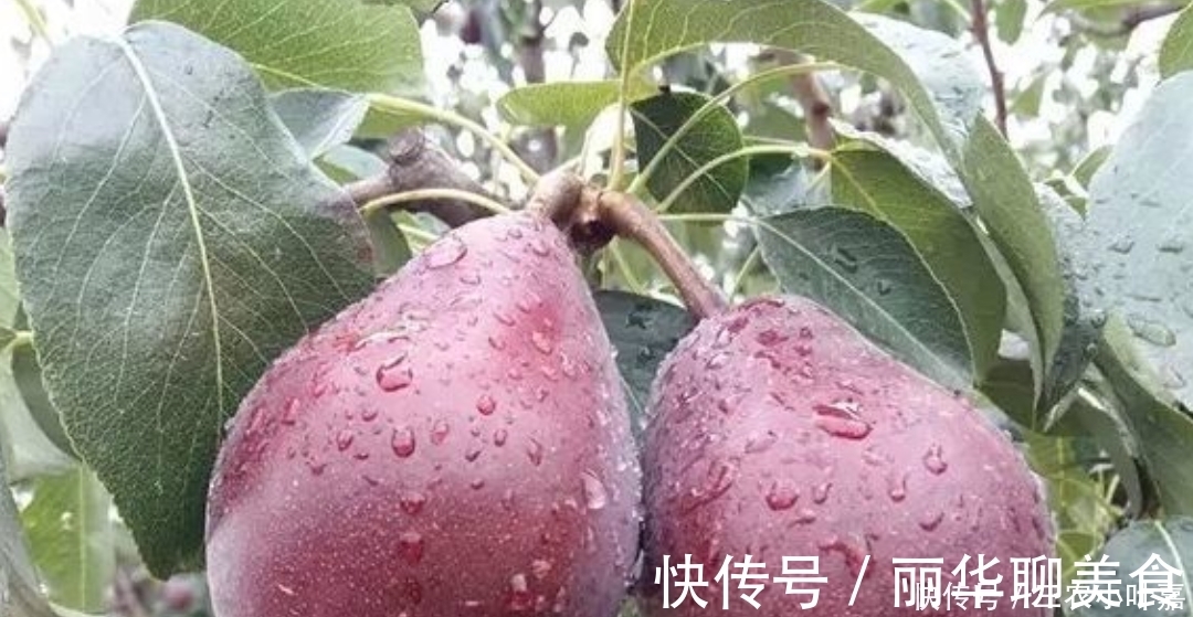 营养价值|乡下一种普通的野果,被发现很高的营养价值,现在要人工养殖