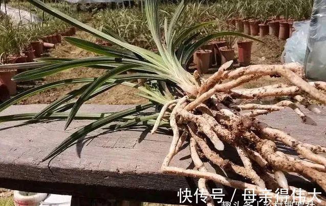 用它养兰花,一肥三效:促根、延长花期、改善水质,好多人不知道