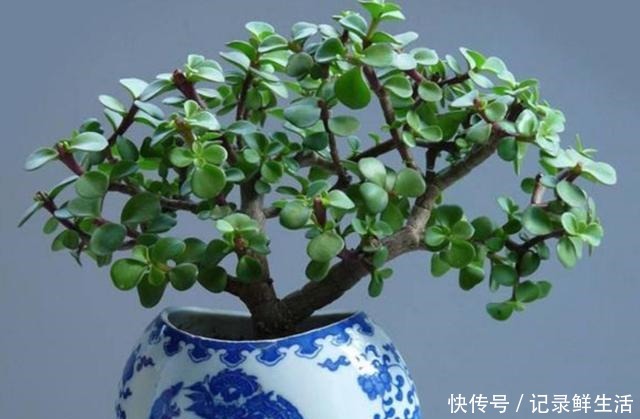 常见的4种多肉植物,也能养成漂亮的盆景,观赏效果更佳!