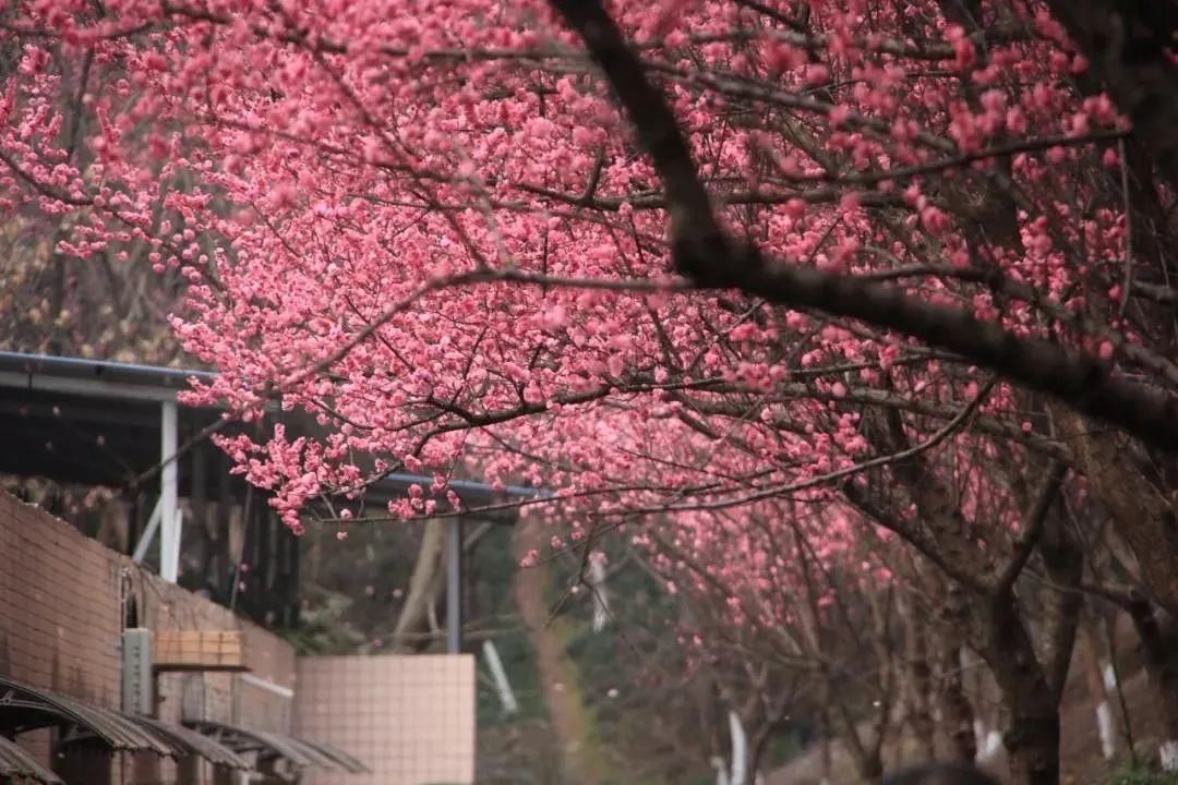二月春光如酒浓 共赴广安花的盛宴