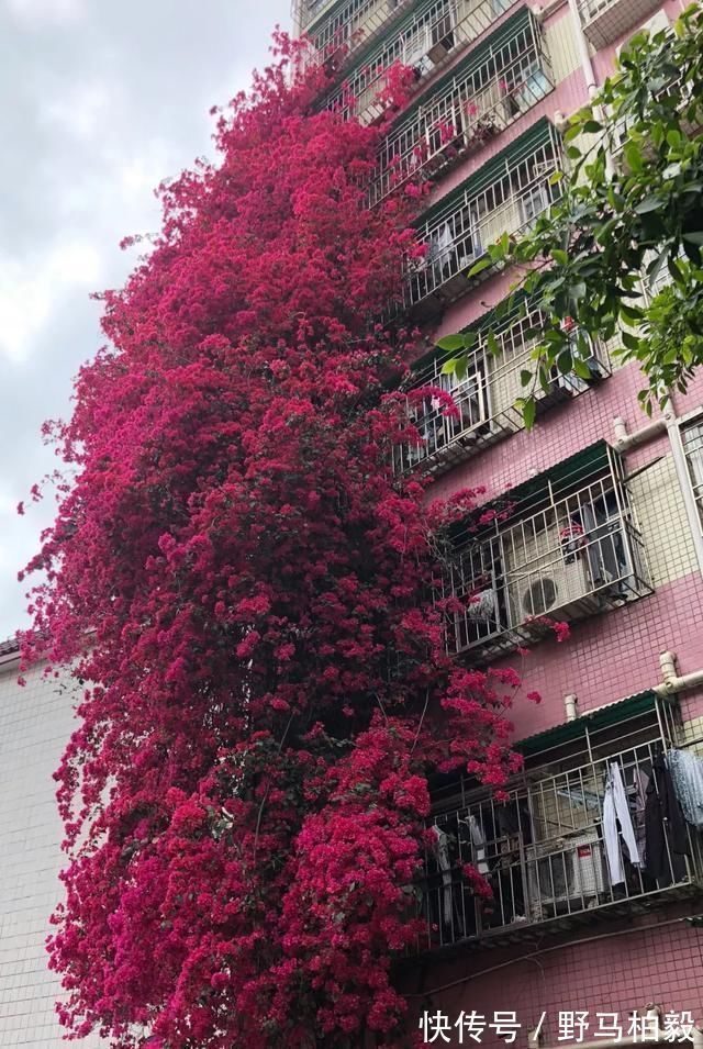 这2种大粗杆插土里，2周能生根，成活后还可以做成盆景造型