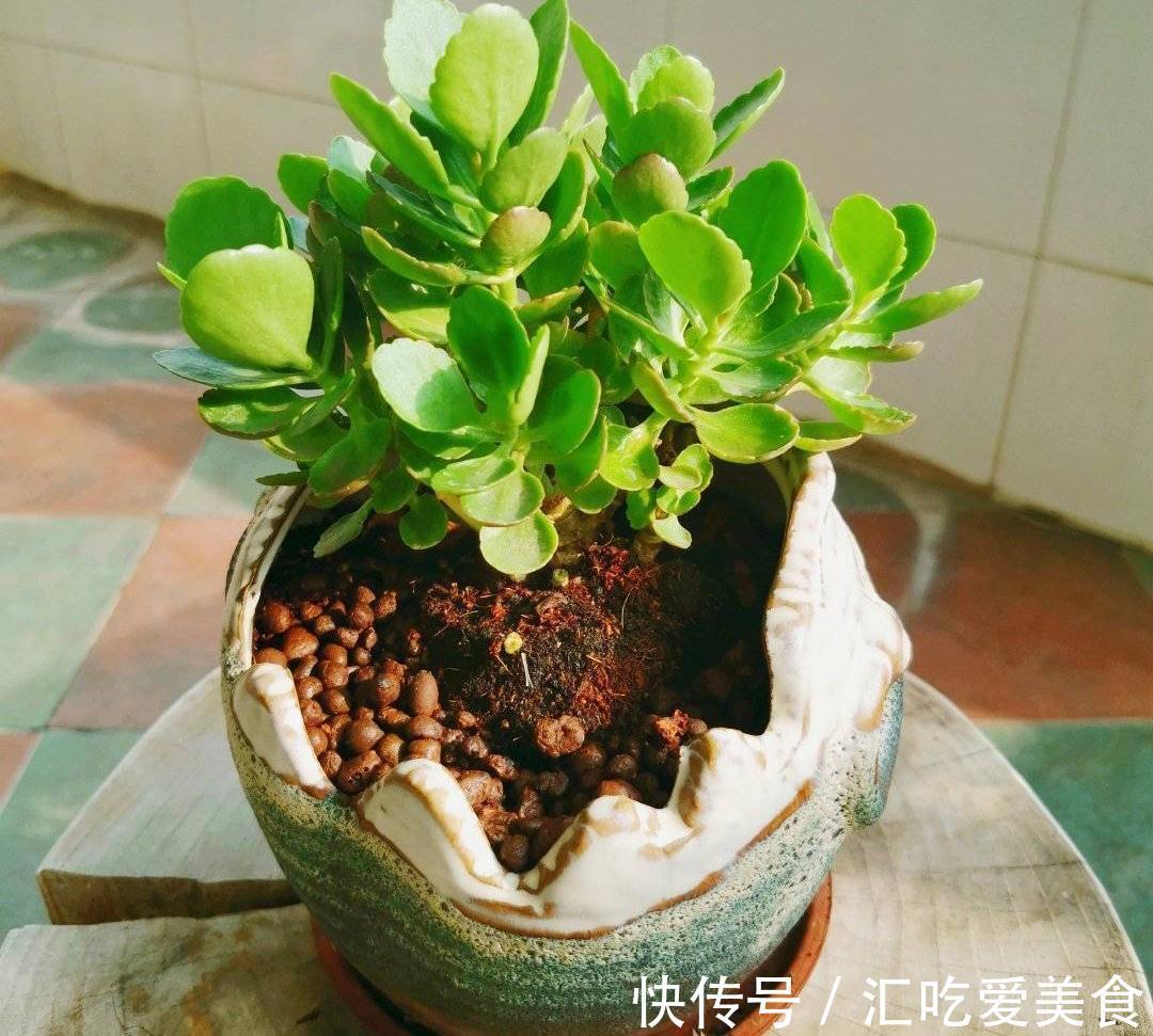 适合新手养的2种盆栽，挺拔秀丽花色美，容易养活很优良