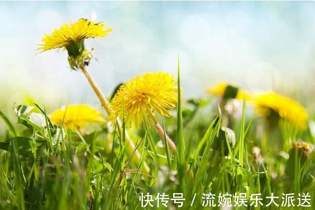 三种人|5岁小男孩,浑身起红疹,提醒蒲公英虽好,三种人要慎用