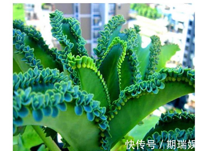 以下几种花卉植物,随便插个叶子就能活,适合懒人养植!