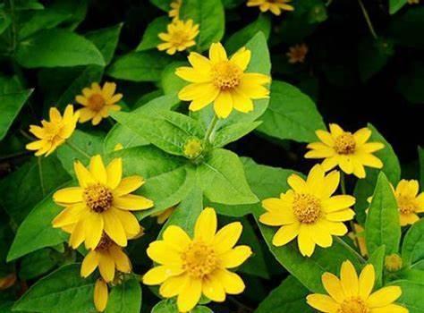 养花试试这几款,花瓣宛如天鹅翩翩起舞,霸道迷人