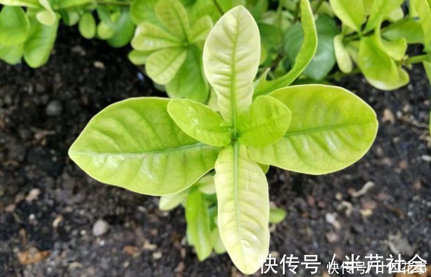 啤酒水|室内养花，喷上4种“水”，叶子油亮不发黄，冬天也生机勃勃