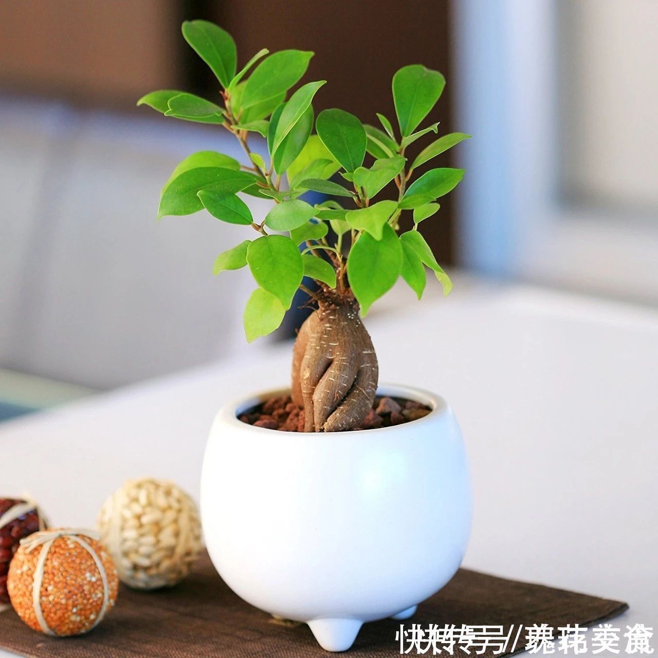 特别适合养成盆景的人参榕，那块状根太“奇葩”，原来是嫁接的