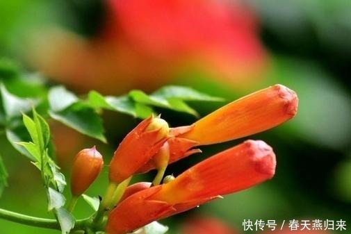 紫葳|此花是最为热情的母亲之花，是对母亲的爱，还是名花