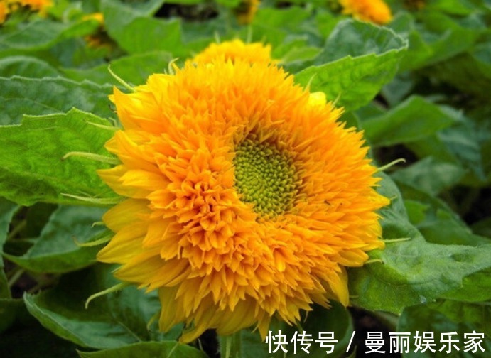 观赏价值|花界萌宠似“金光太阳”，又似“可爱小熊”，好养易活、花期长
