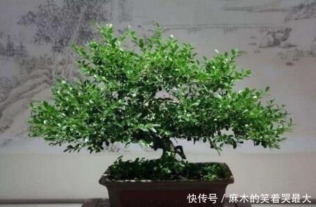 马齿苋树|聪明人喜欢“2绿植”，养人还旺财，枝条变老后，就成“镇家宝”！