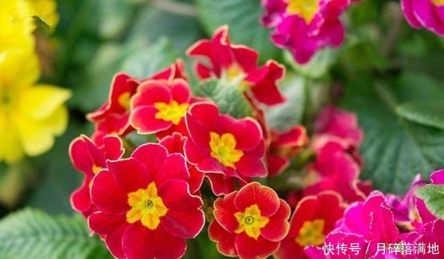 冬天养什么花好,它就不错,花朵大花苞多,很漂亮好养活